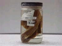 藏品(多帶海鯡鯉)的圖片